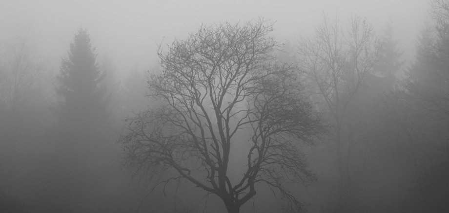 Ein in Nebel stehender kahler Baum. Er strahlt trauer aus.