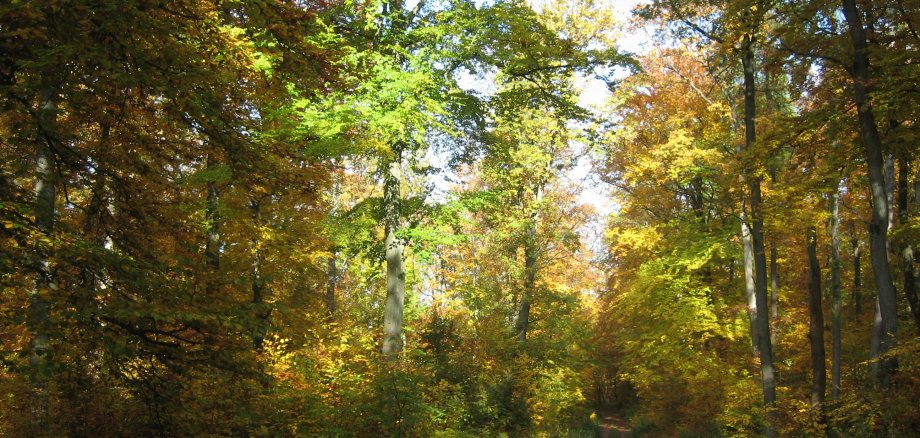 Ein grüner Eichenbuschwald mit einem Gehweg. Durch die Blätter der Bäume scheint leicht die Sonne durch.