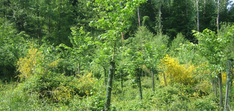 Mehrere einzeln geschützte junge Ulmenbäume, welche mit Abstand gepflanzt wurden.