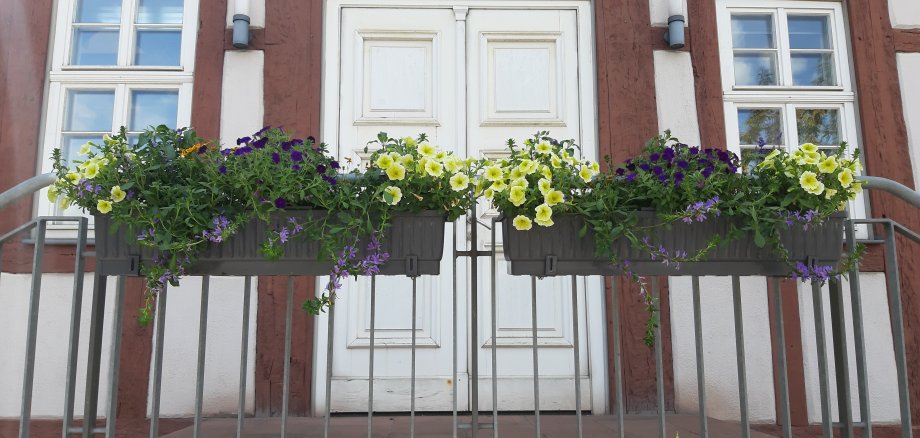 Braun weißes Fachwerkhaus im Hintergrund und vorne an einem Treppengeländer befinden sich zwei Blumenkübel mit frisch gepflanzten gelben und lilanen Blumen.