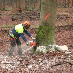 Fällschnitt bei einer 140 jährigen Buche_Zielstärkennutzung Fällschnitt bei einer Buche.