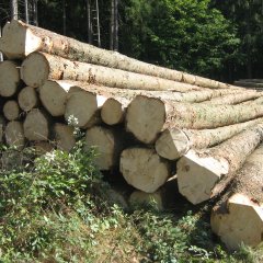 Fichtenpolter Fichtenpolter im Usinger Wald.