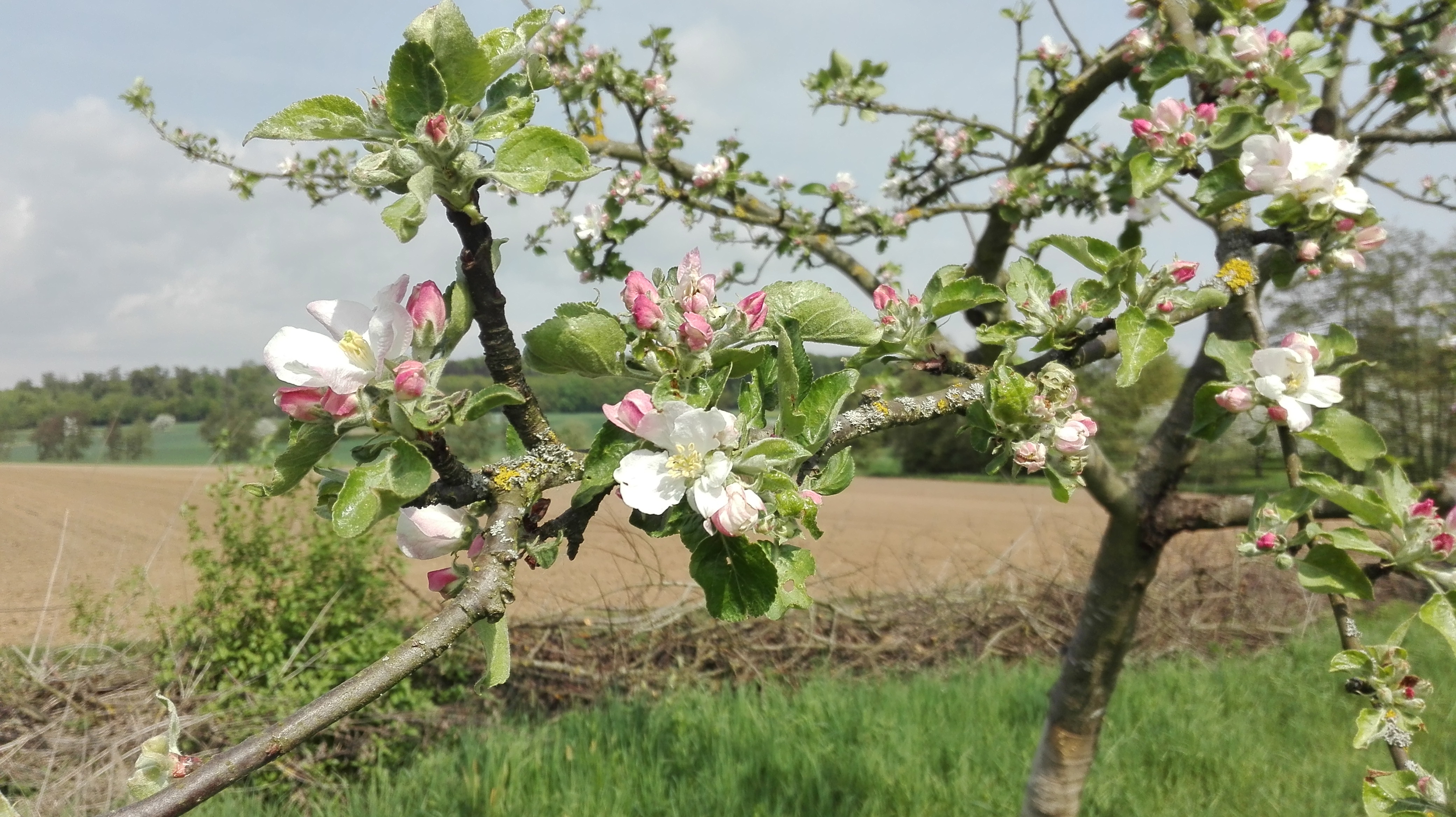 Insektenfreundliche Streuobstwiese. Im Vordergrund erkennt man Blüten eines Baumes.