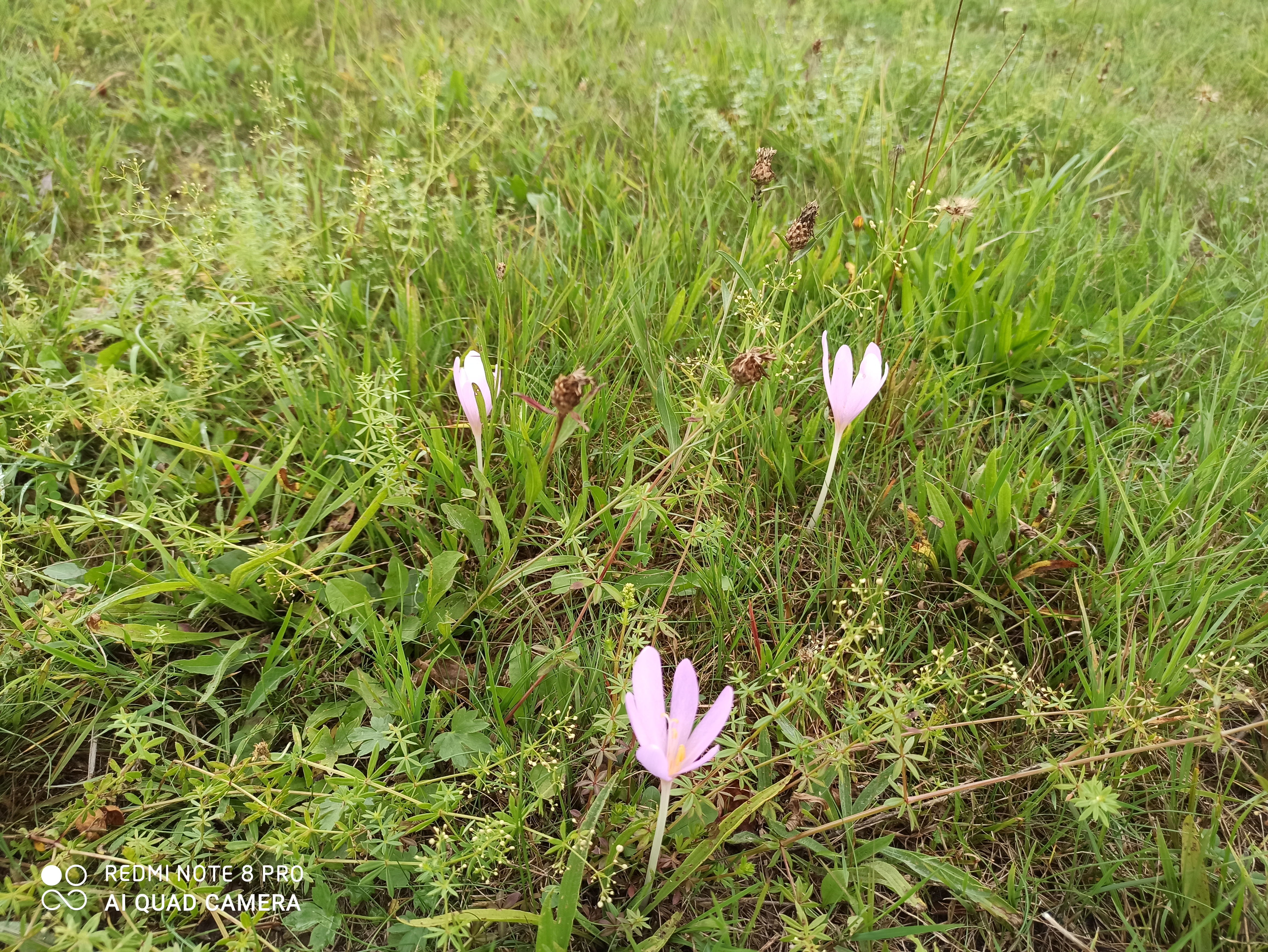 Artenreiche Extensiv-Wiese in Usingen. Im Vorderrund sind Krokusblumen.