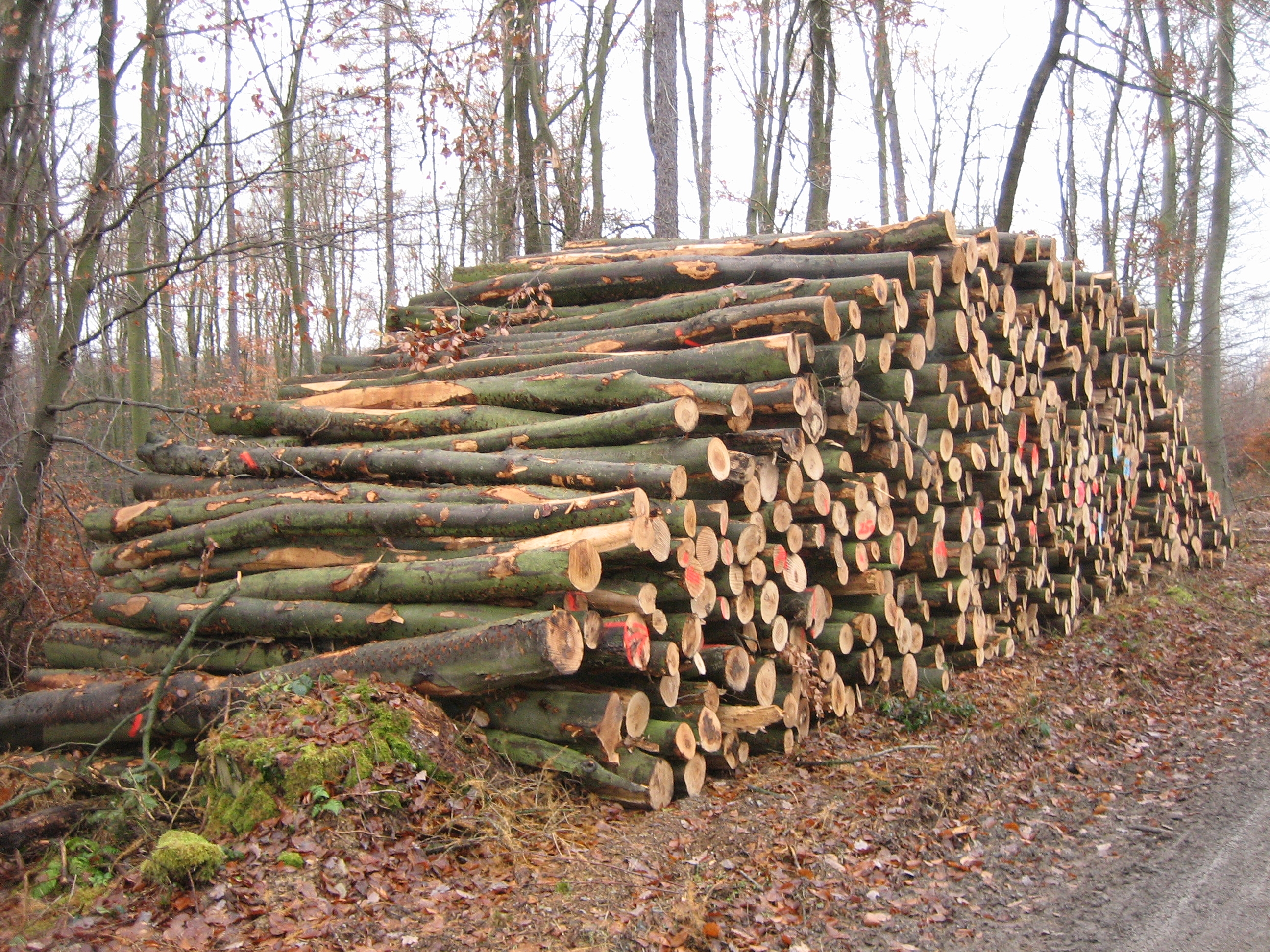 Buchenpolter im Wald von Usingen.