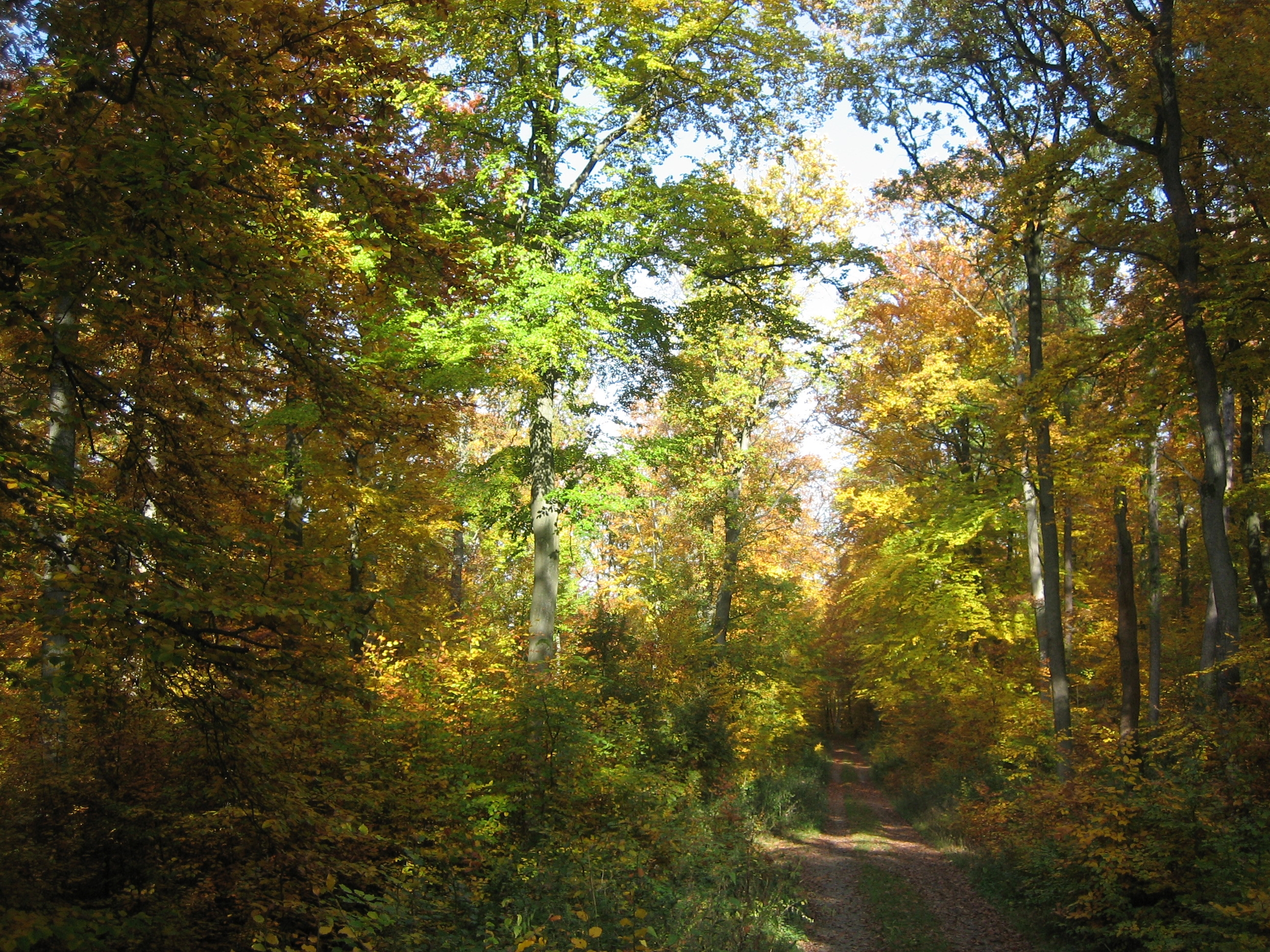 Eichen und Buchenwald im Herbst. Die Sonne strahlt leicht durch die Bäume durch.