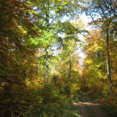 Eichen und Buchenwald im Herbst. Die Sonne strahlt leicht durch die Bäume durch.
