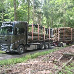 Ein LKW Holztransporter im Wald.