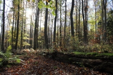 naturfriedhof_Merzhausen.jpg