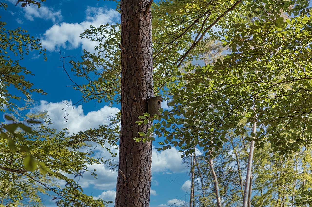 Wald Blätterdach und Baumstamm mit einem Vogelhäuschen mit blauem Himmel.