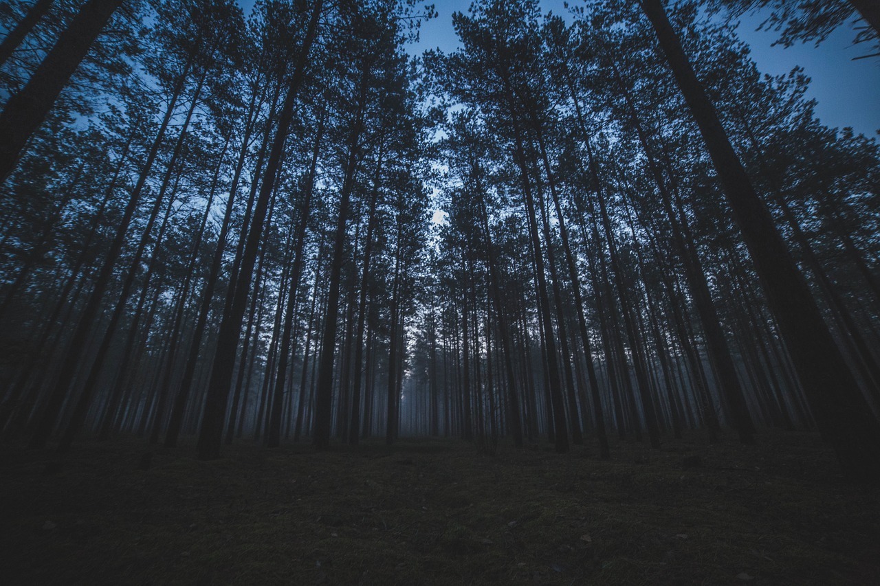 Wald Wald im Dunkeln.