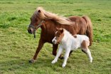 Pony mit Fohlen auf einer grünen Weide.