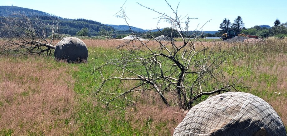 Zwei eingepackte Bäume auf einem Feld im Ortsteil Merzhausen