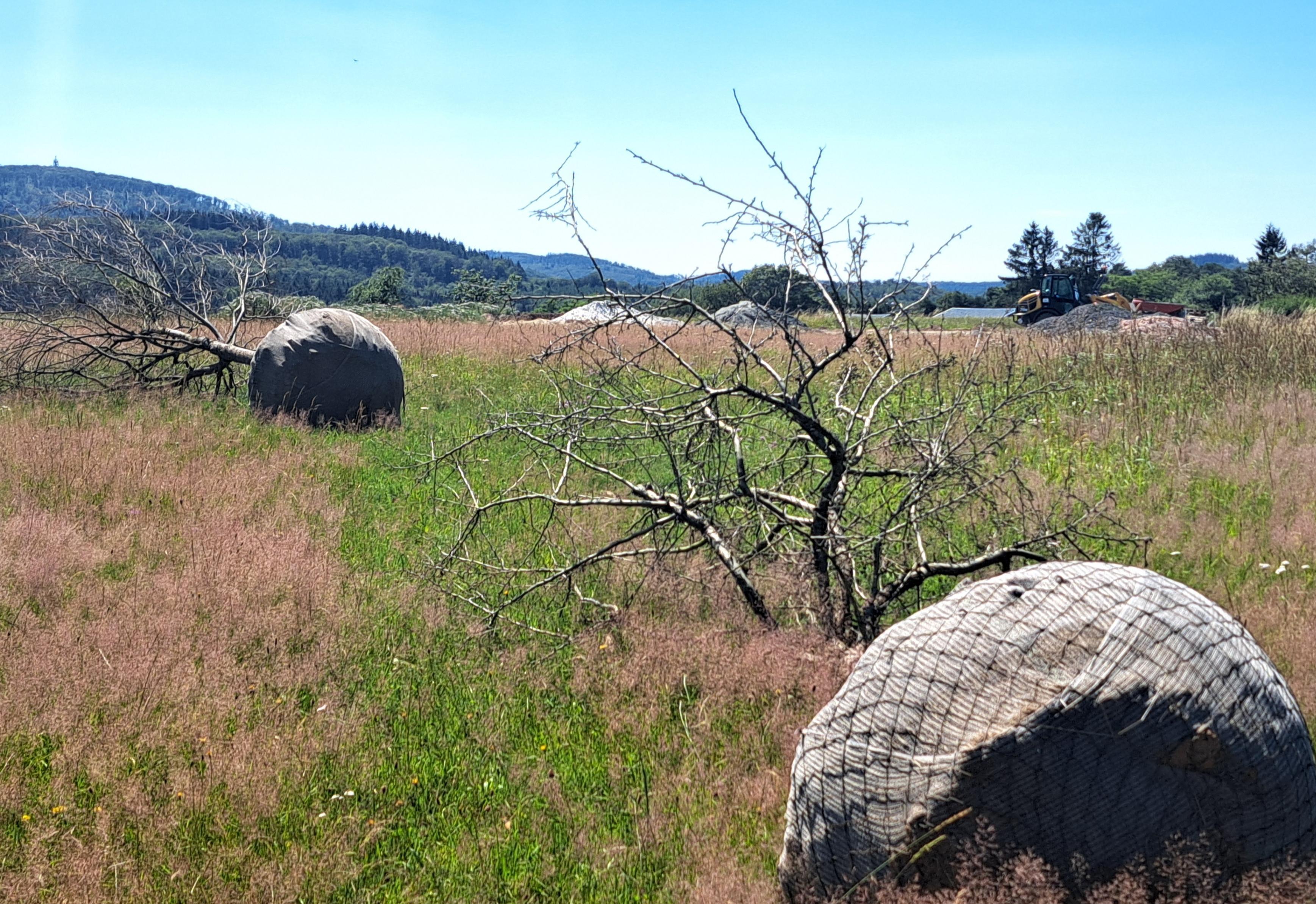 Zwei eingepackte Bäume auf einem Feld im Ortsteil Merzhausen