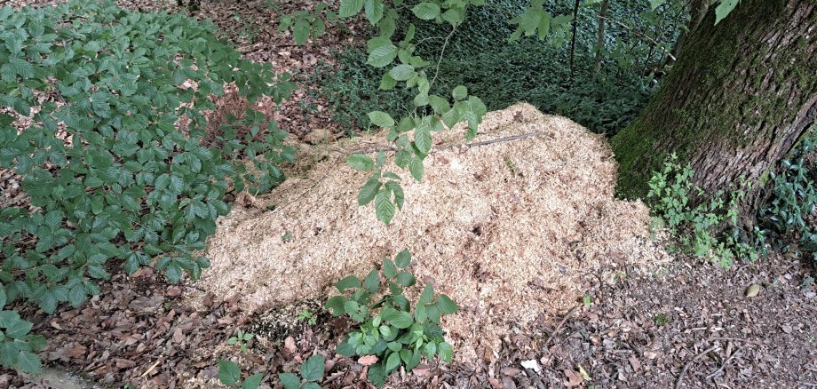Tiereinstreu im Wald