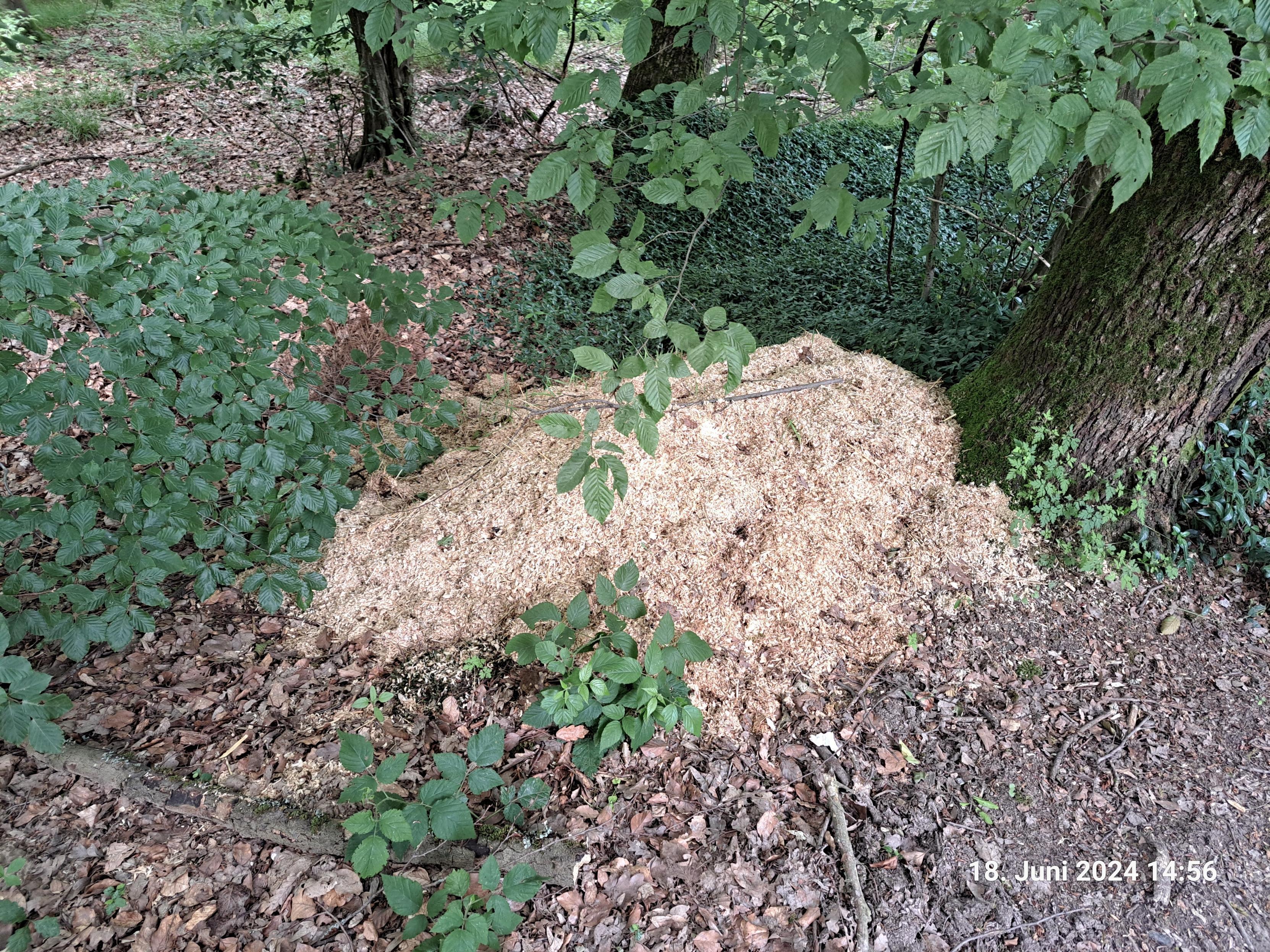 Tiereinstreu im Wald