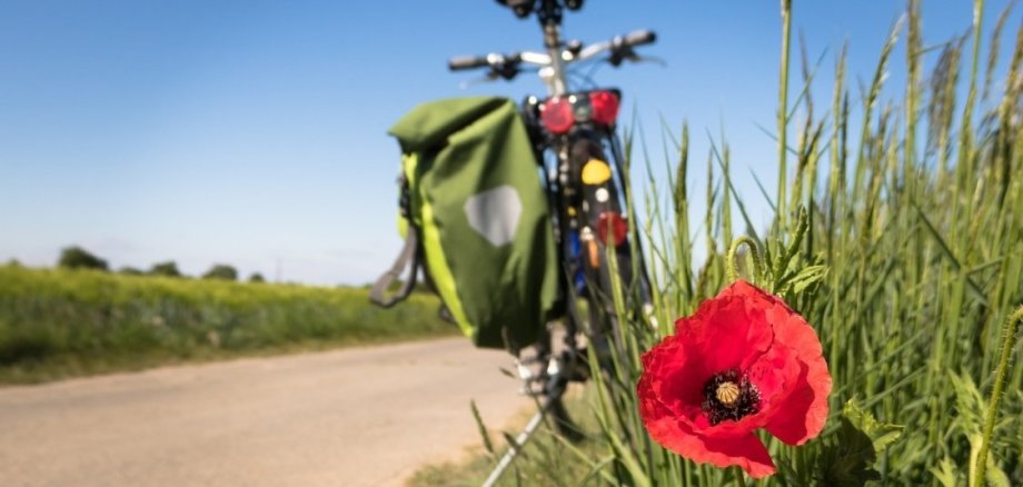 Ein Fahrrad auf einem Feldweg. Im Vordergrund sieht man eine rote Mondblume.