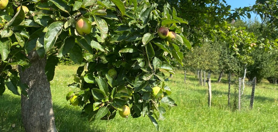 Viele Apfelbäume auf einer grünen Wiese.
