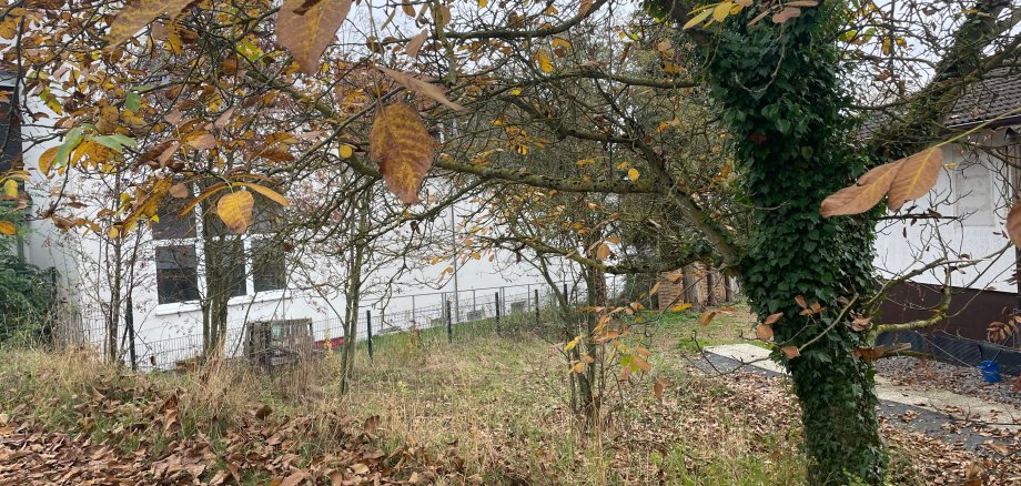 Laubbedeckter Garten mit einem Baum