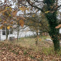 Laubbedeckter Garten mit einem Baum
