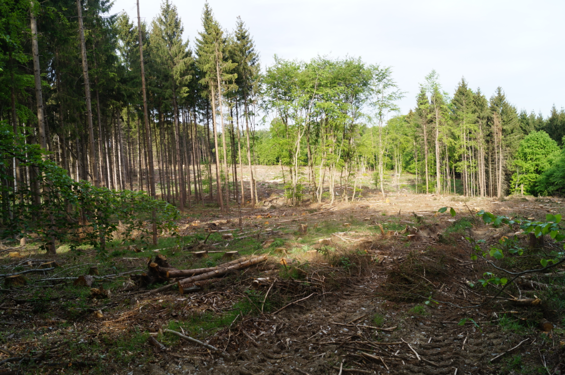 Kalamitätsflächen Stadtwald Stadtwald Usingen