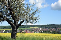 Blick auf Eschbach Rapsfeld mit Baum im Vordergrund und Blick auf der Stadtteil Eschbach.