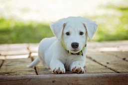 Welpe Heller Labrador Welpe.